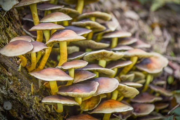 Orman Korosu adlı peyzaj 