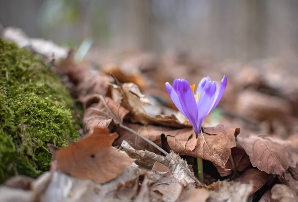 Yabani çiçek makro çekim