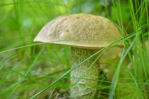 Landskab Kaldet Hid Græs - Stock-foto