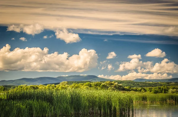 Peyzaj Torun meşe denir