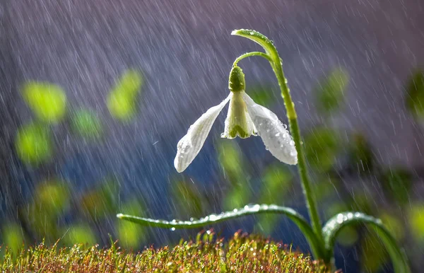 Manzara Alkış kardelen denir