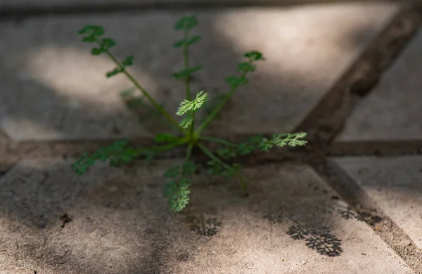 Gölge nüansları olarak adlandırılan manzara 
