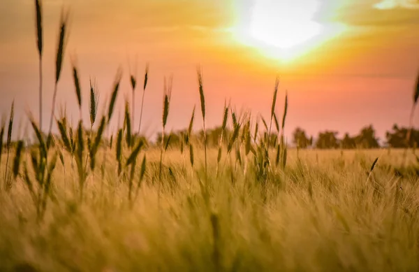 Paisaje Llamado Oro Ucrania —  Fotos de Stock