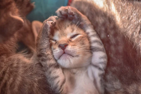 Retrato Gatito Pura Sangre Esponjosa — Foto de Stock