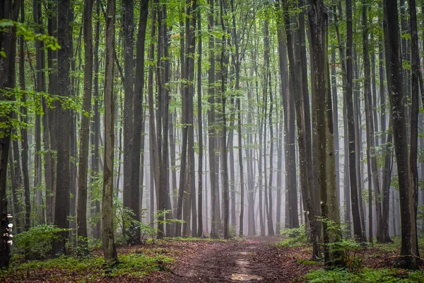 Peisaj Numit Pădure Ciuperci — Fotografie de stoc gratuită