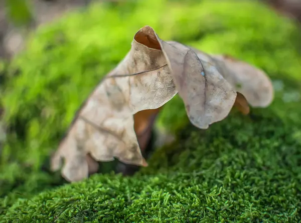 Metaphorisches Stillleben — Stockfoto