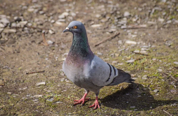 Yerel züppon denilen manzara 