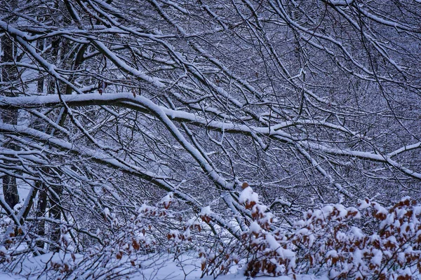 Landschap Genaamd Forest Arch — Stockfoto