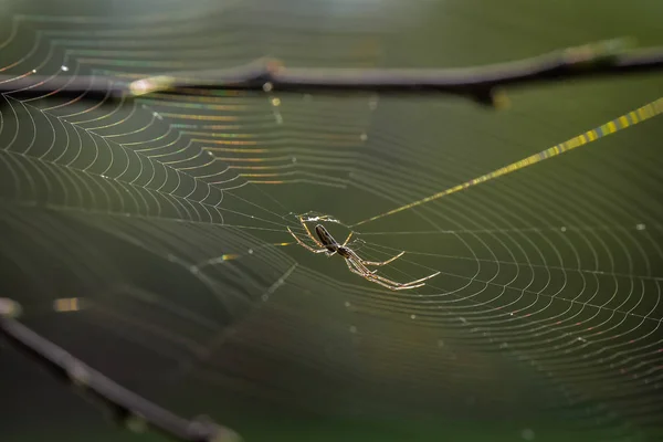 Paysage Appelé Propriétaire Trampoline — Photo