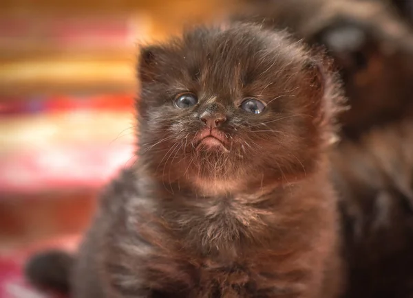 Portrait Fluffy Thoroughbred Kitten — Stock Photo, Image