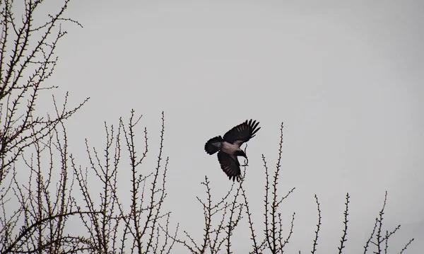 Yuvalama kargası denilen manzara