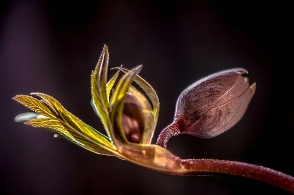 Dziki Kwiat Makro Strzał — Zdjęcie stockowe