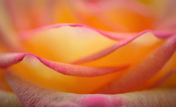 Luxurious Orange Rose Macro — Stock Photo, Image