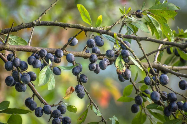 Paisagem Chamada Colônia Vitaminas — Fotografia de Stock