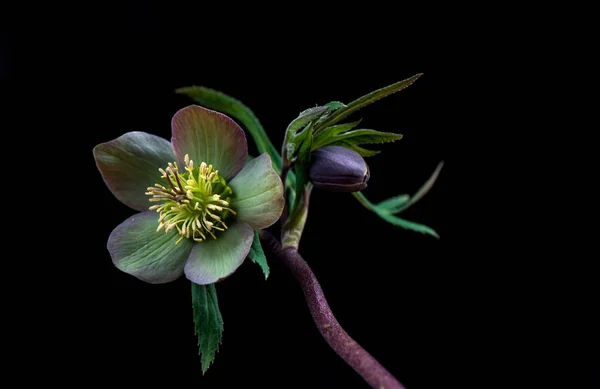 Yabani Çiçek Makro Çekim — Stok fotoğraf