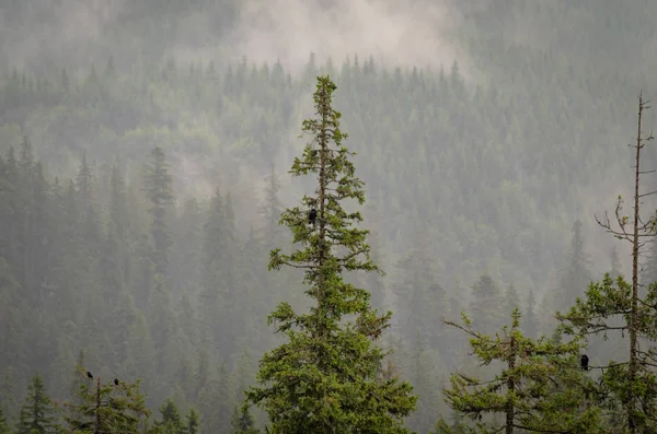 Paisaje Llamado Ravens Lluvia — Foto de Stock