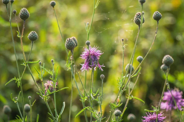 Akrabalar doğa denilen manzara