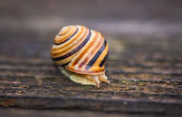 Landscape Called Fright Snail — Stock Photo, Image