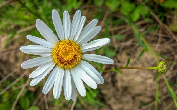 Doğal Smiley adlı manzara 