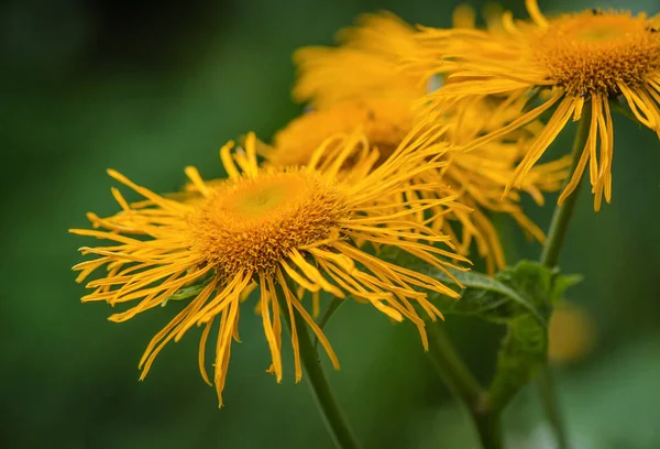 Paesaggio Chiamato Gonne Gialle — Foto Stock