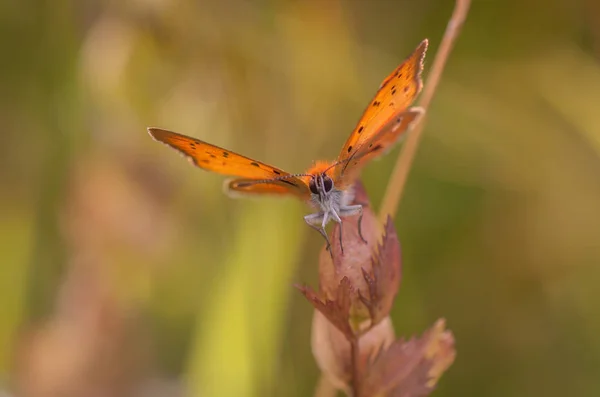 Landschap Met Naam Variegated Wings — Stockfoto