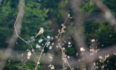 Ormanda Buluşma adı verilen manzara 