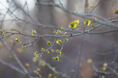 Bahar sabahı denilen manzara 