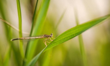 Yeşil jimnastikçi denilen manzara 
