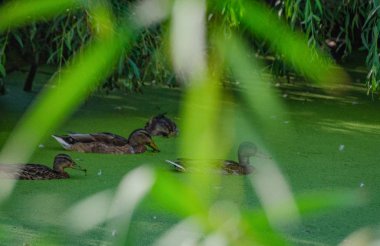 Suda Atıştırmalık denilen manzara