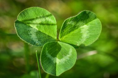 Mickey Mouse adlı manzara 