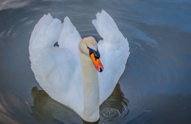 Manzara Lake patron denir 