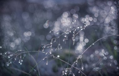 Bokeh Kopyalama adlı manzara