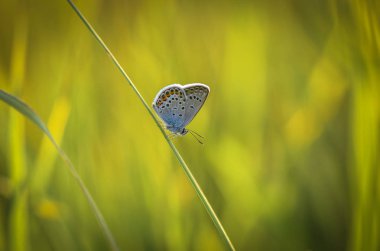 Halat-walker denilen manzara 