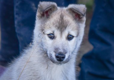 Bir köpek ırkı husky portresi