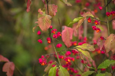 Manzara Kuş sevinç denir 