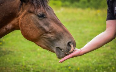 İyilik insan denilen manzara