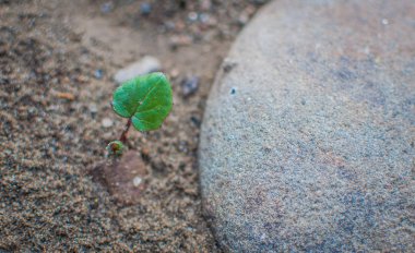 Kumdan Güneşe Adlı Manzara  