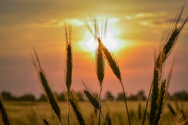 Altın Ukrayna denilen manzara 