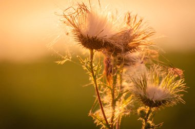 Manzara Kabarık günbatımı denir 