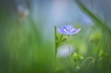 Manzara İncelik mor denir