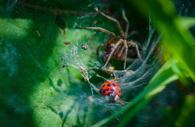 Besin zincirinin gerçekleri 