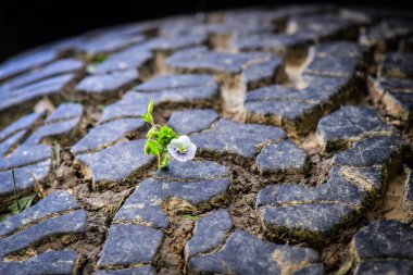 Mecazi natürmort Kauçuk gezegende 