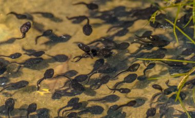 Doğada Kurbağa yavruları denen manzara