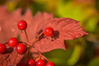Su Sakalı denilen manzara 