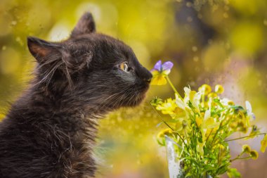 Kabarık safkan bir kedi yavrusu portresi
