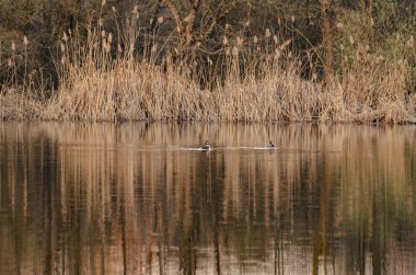 Çift yüzme denilen manzara 