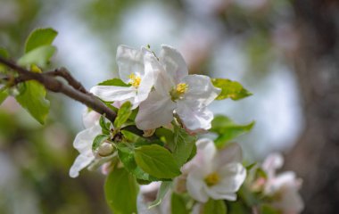 Kokulu çiçekler denilen manzara