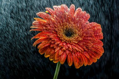Gerbera çiçek makro çekim