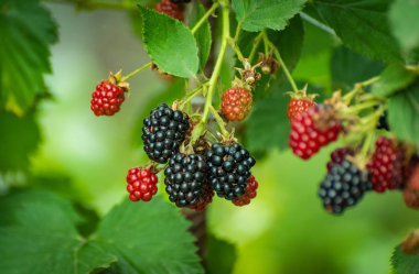 Orman incelik denilen natürmort 