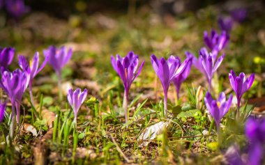 Manzara Joye joy denilen 